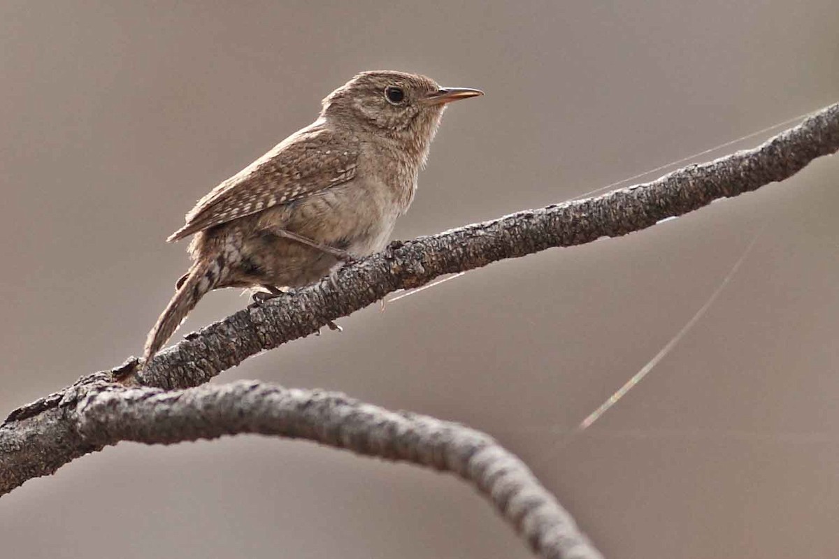 Northern House Wren - ML628887572