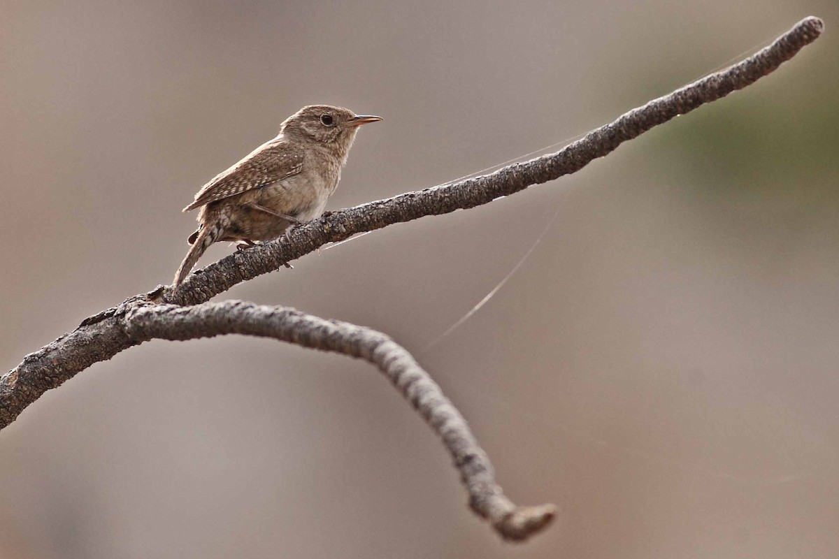 Northern House Wren - ML628887573