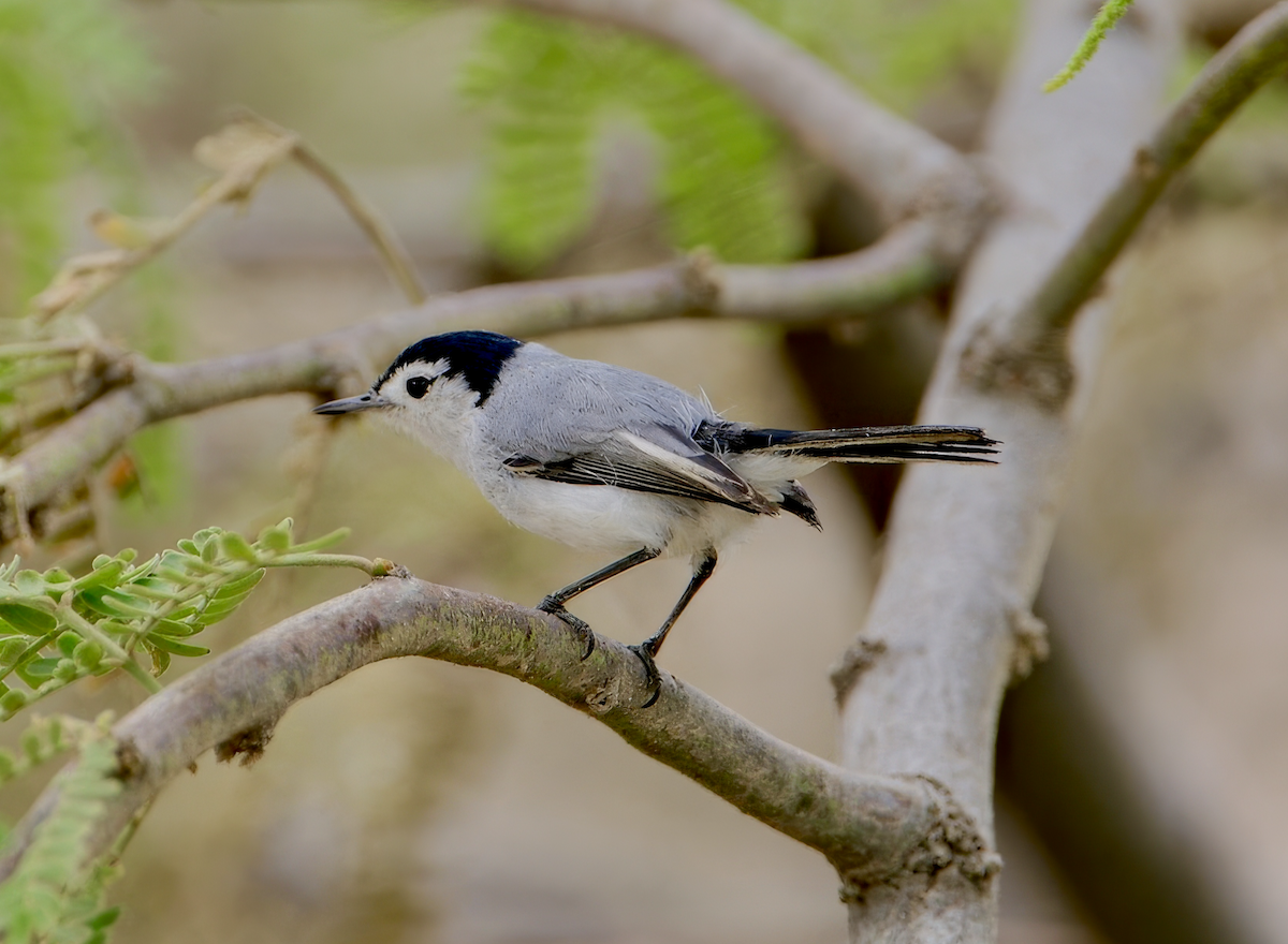 White-browed Gnatcatcher - ML628887630