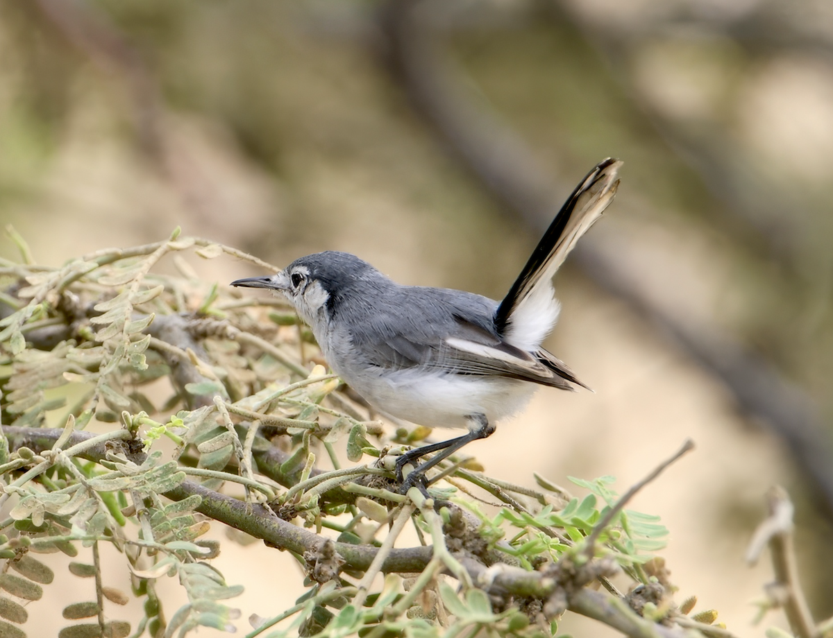 White-browed Gnatcatcher - ML628887631