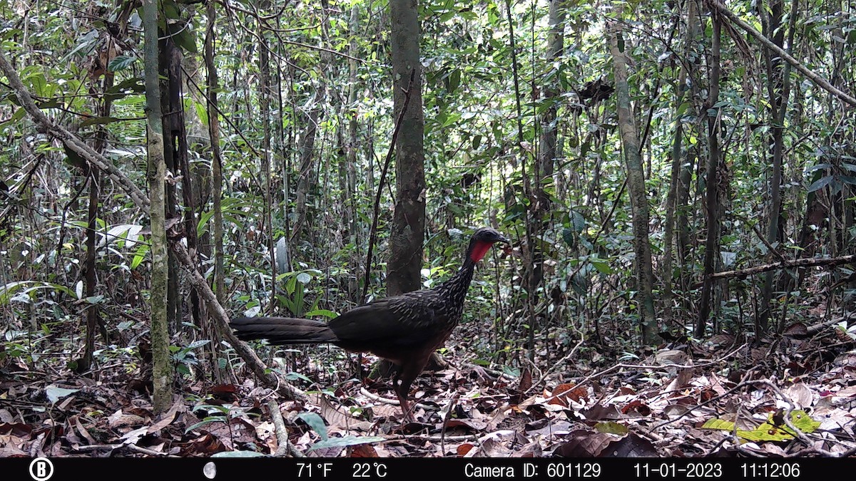 guan proměnlivý - ML628887667