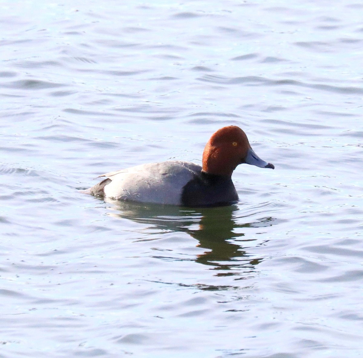 Redhead - ML628887741