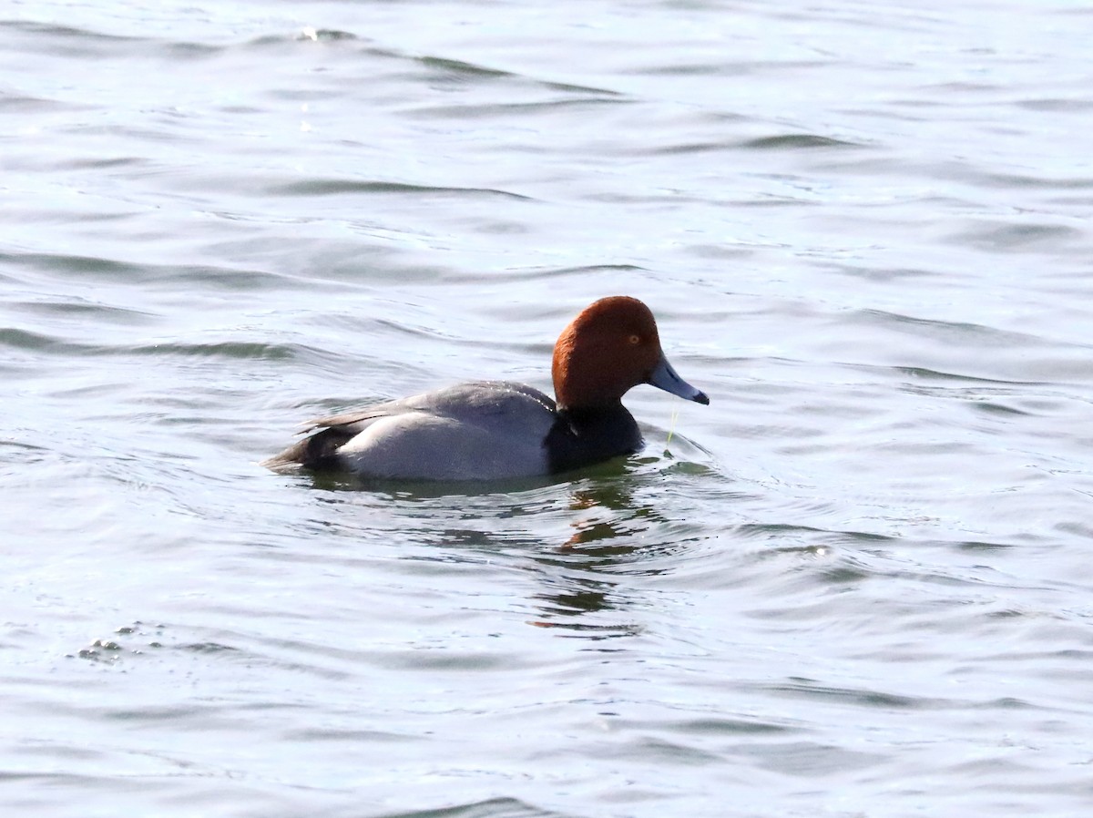 Redhead - ML628887770
