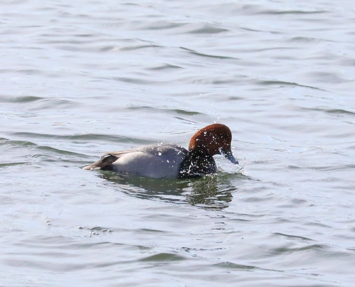 Redhead - ML628887786