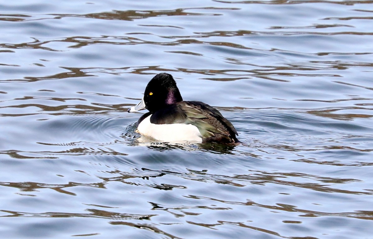 Ring-necked Duck - ML628887808