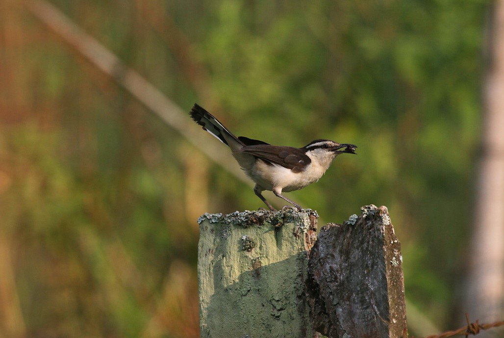 Bicolored Wren - ML628887887