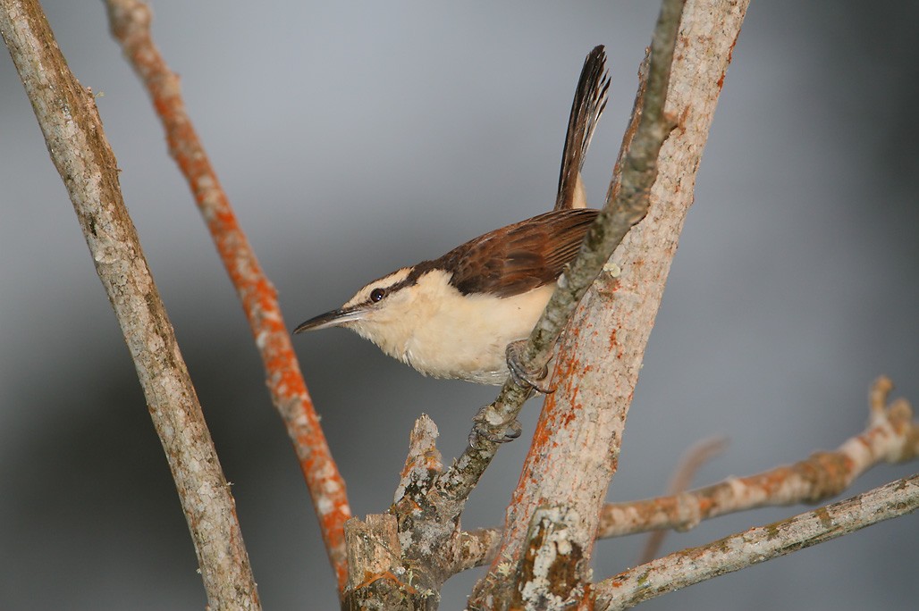Bicolored Wren - ML628887888