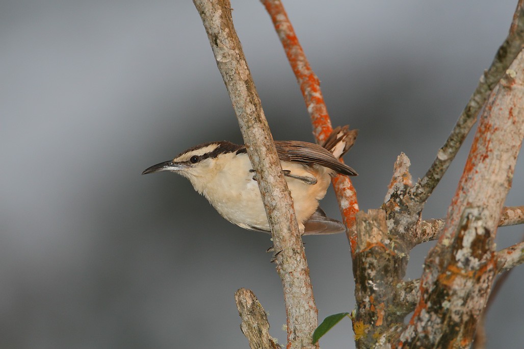Bicolored Wren - ML628887889