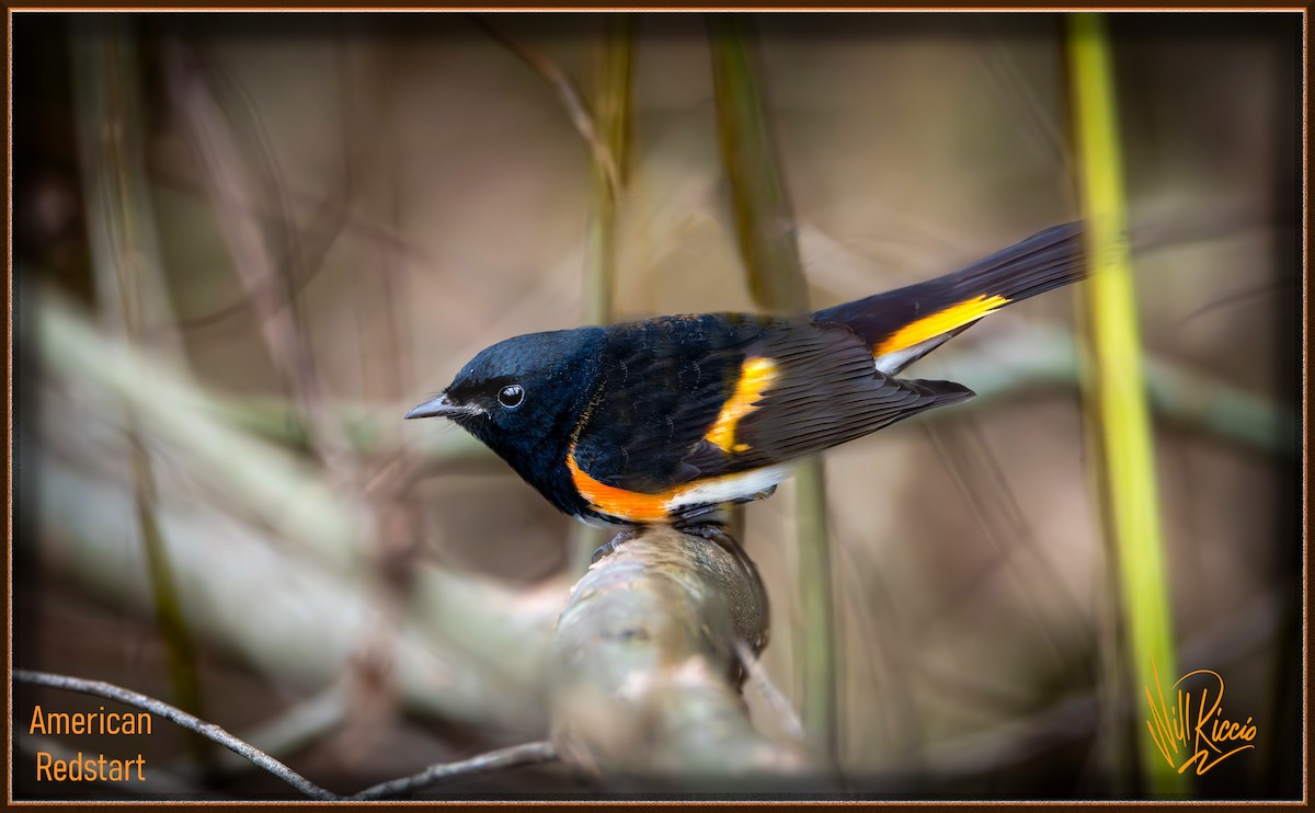 American Redstart - ML628887959
