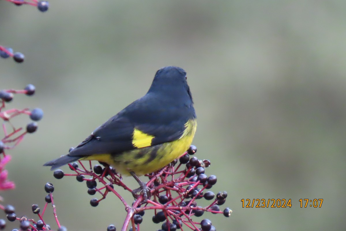 Tarin à ventre jaune - ML628888114