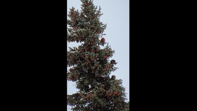 White-winged Crossbill - ML628888172
