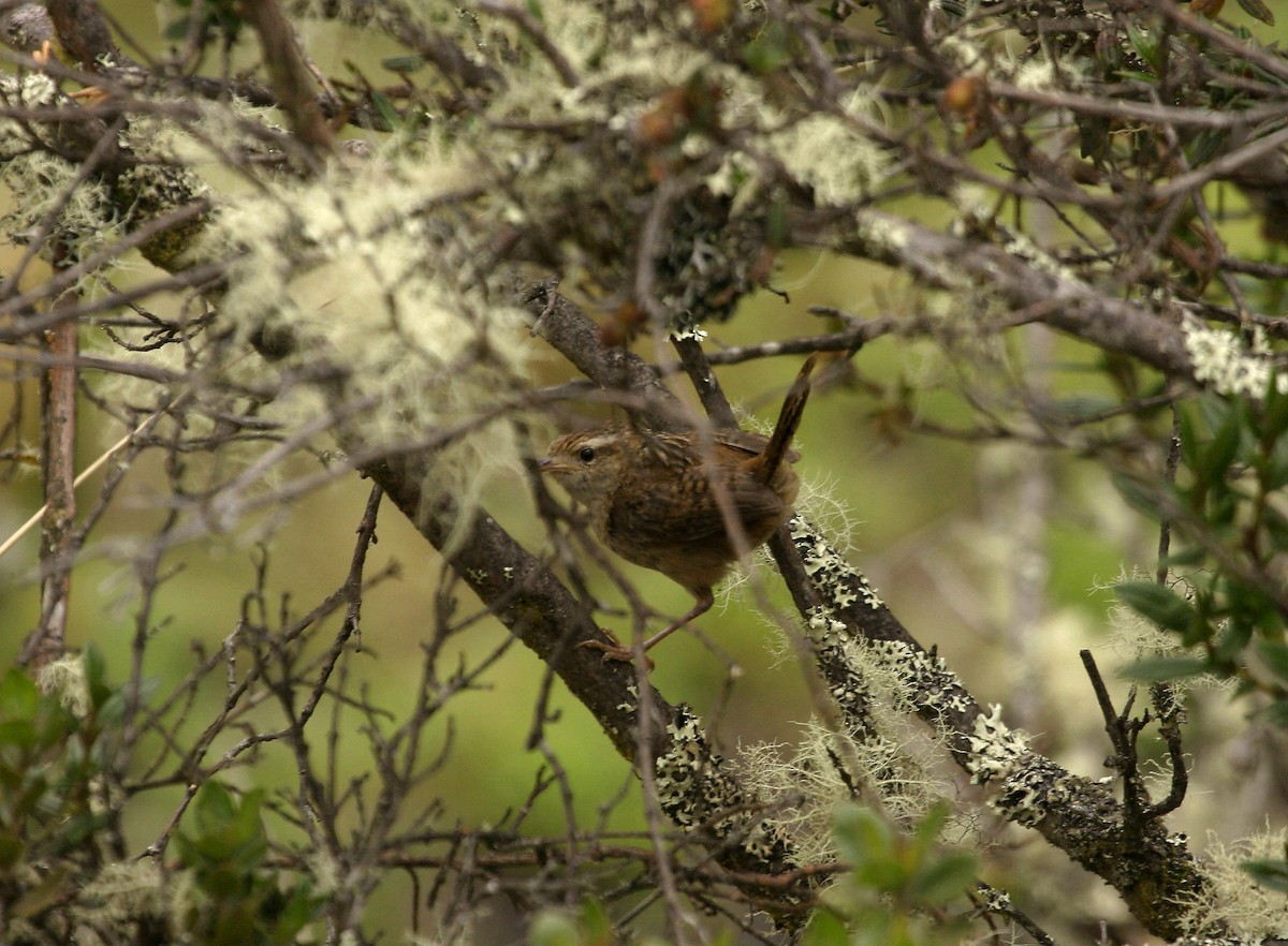 Grass Wren (Puna) - ML628888186