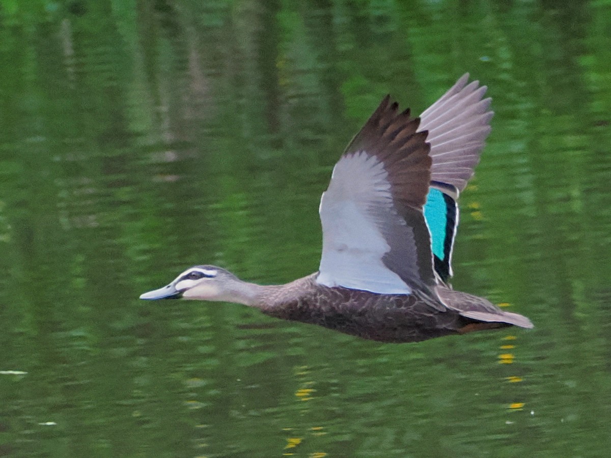 Pacific Black Duck - ML628888233