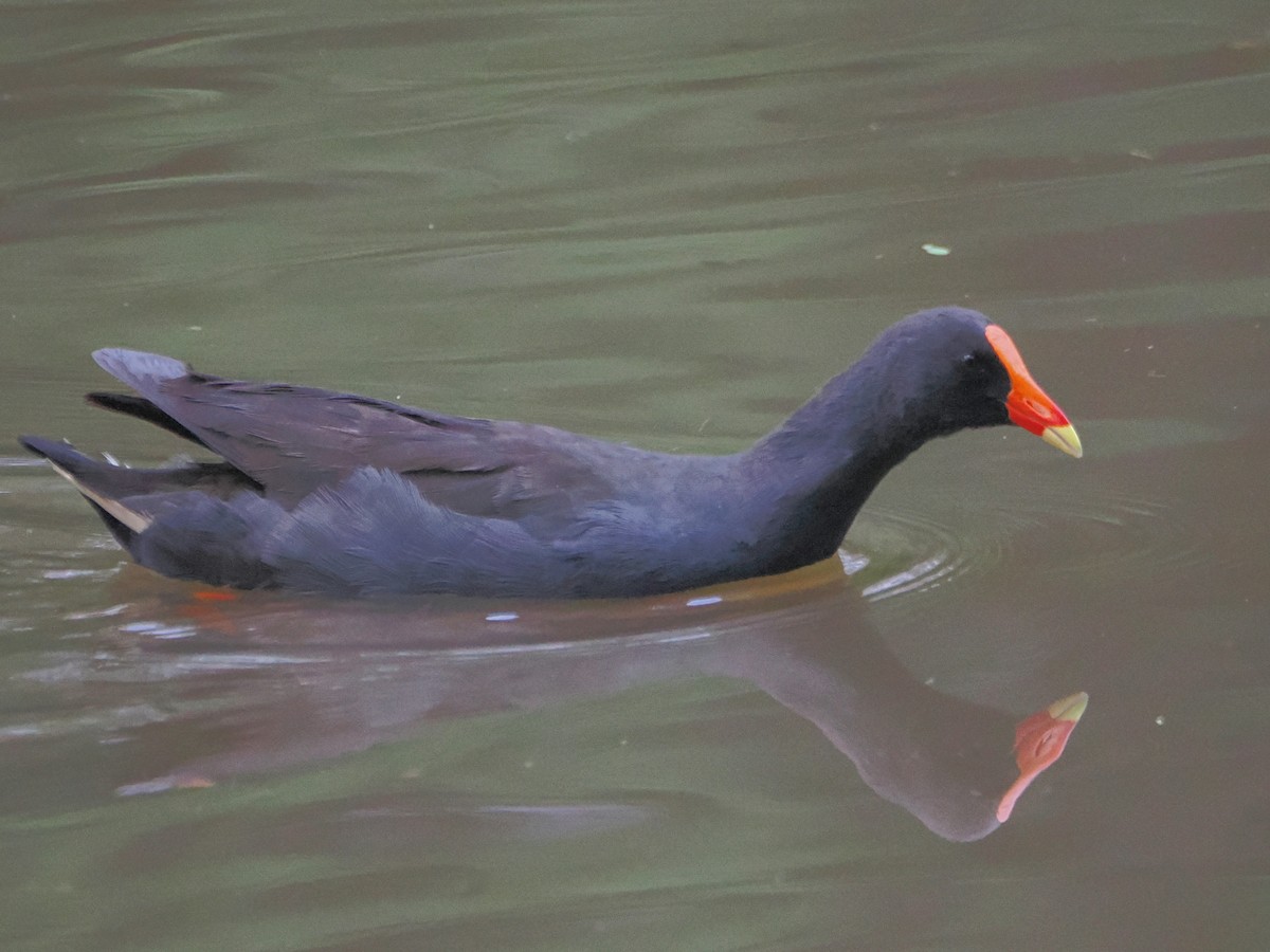 Dusky Moorhen - ML628888242