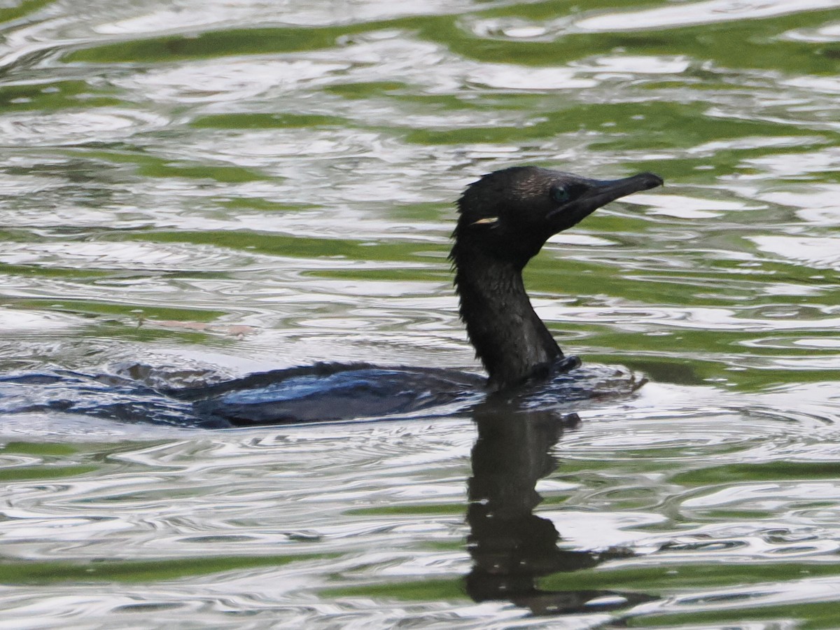 Little Black Cormorant - ML628888266