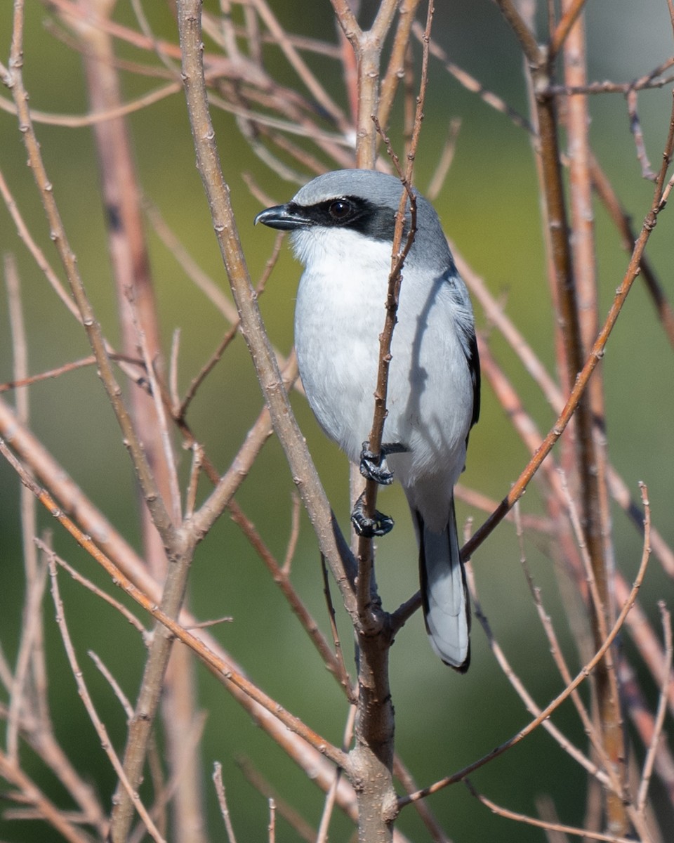 Loggerhead Shrike - ML628888278