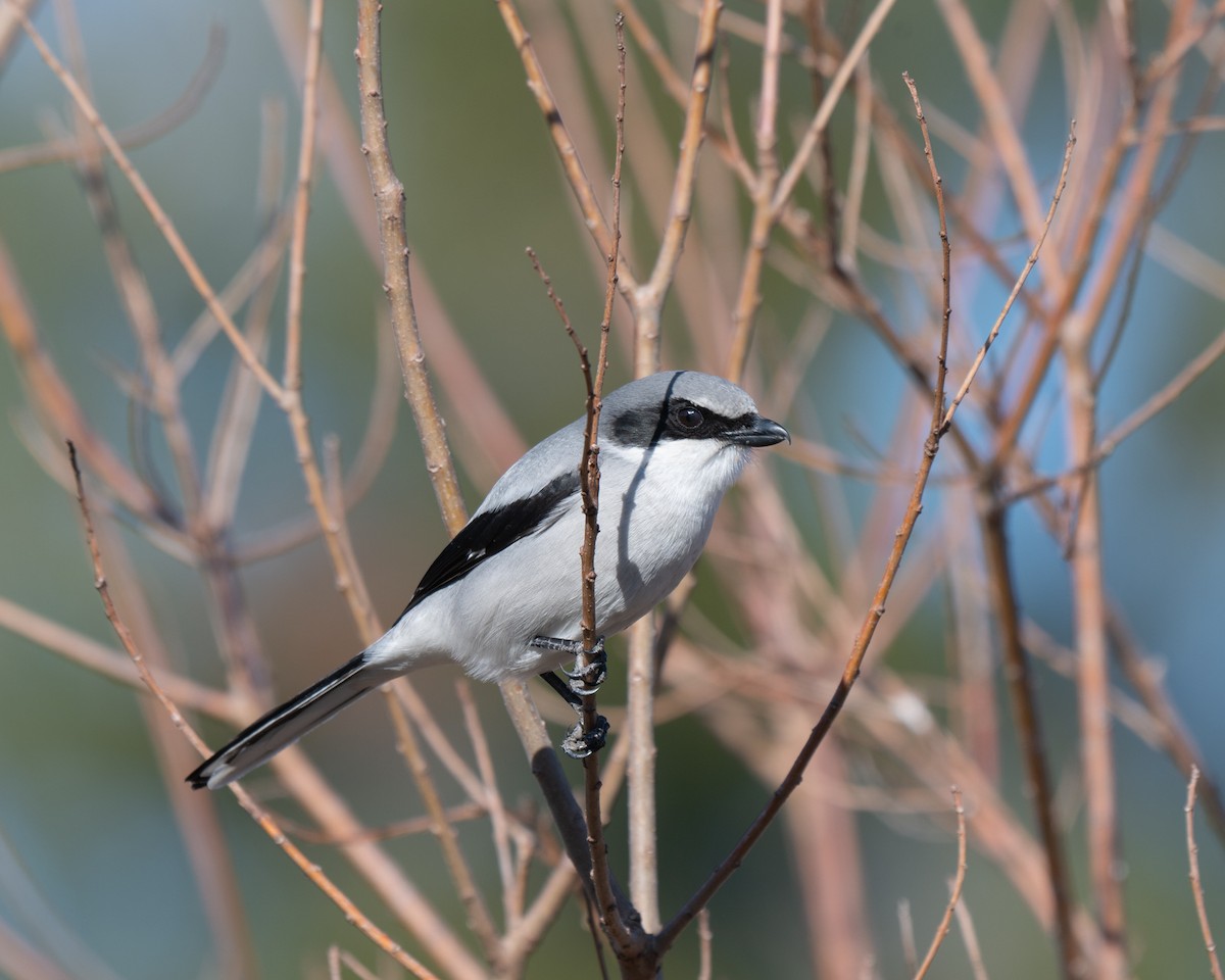 Loggerhead Shrike - ML628888279