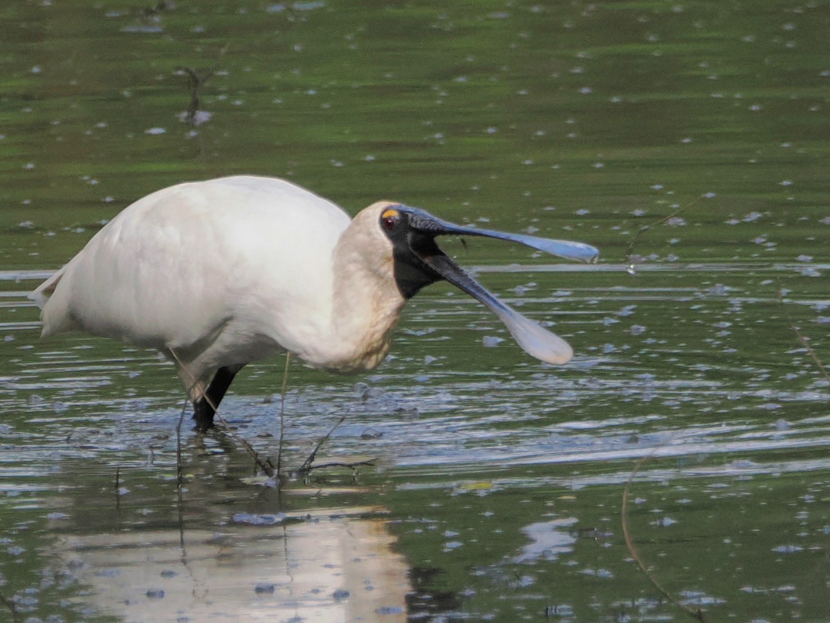 Royal Spoonbill - ML628888283