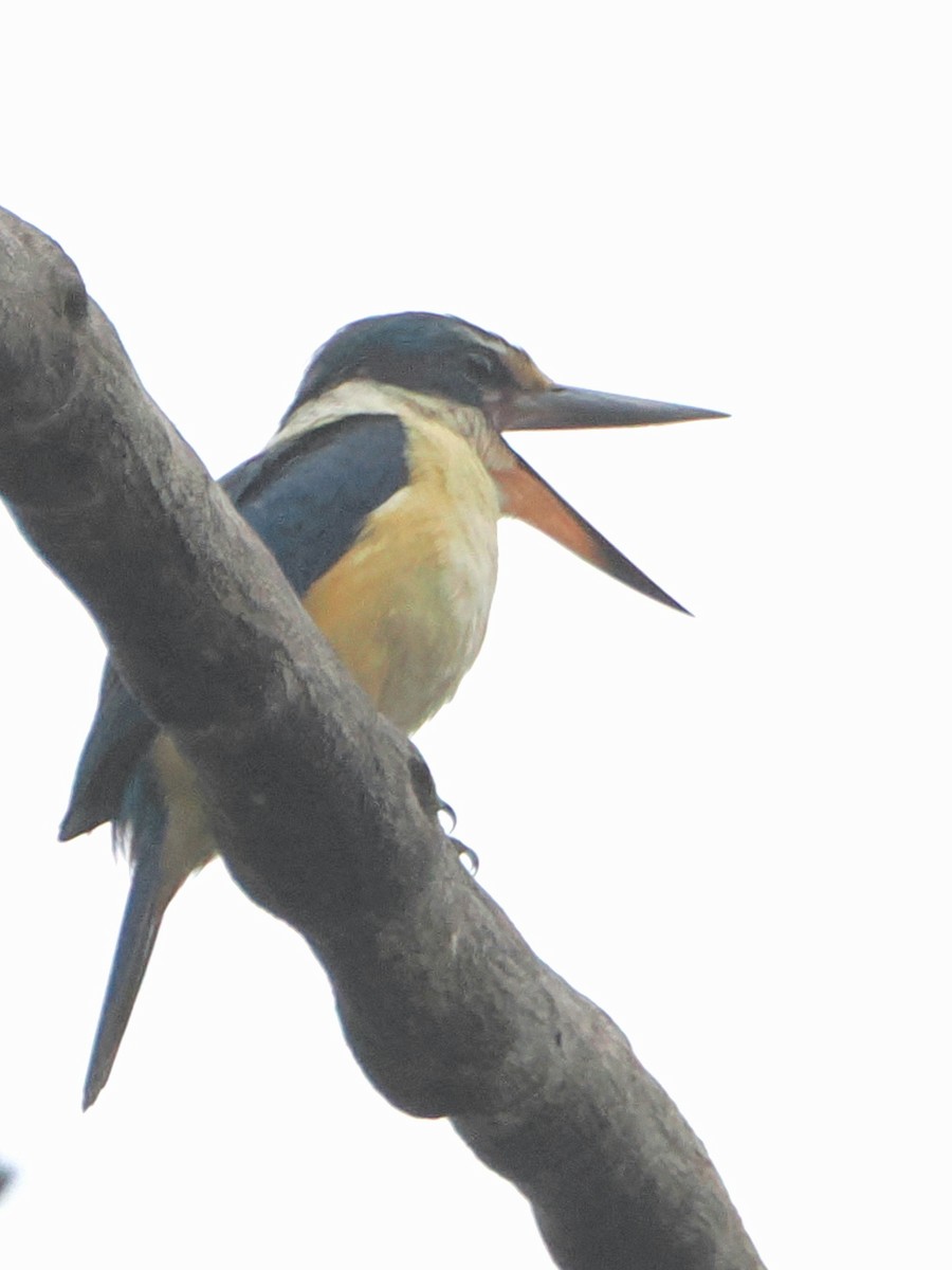 Sacred Kingfisher - ML628888295