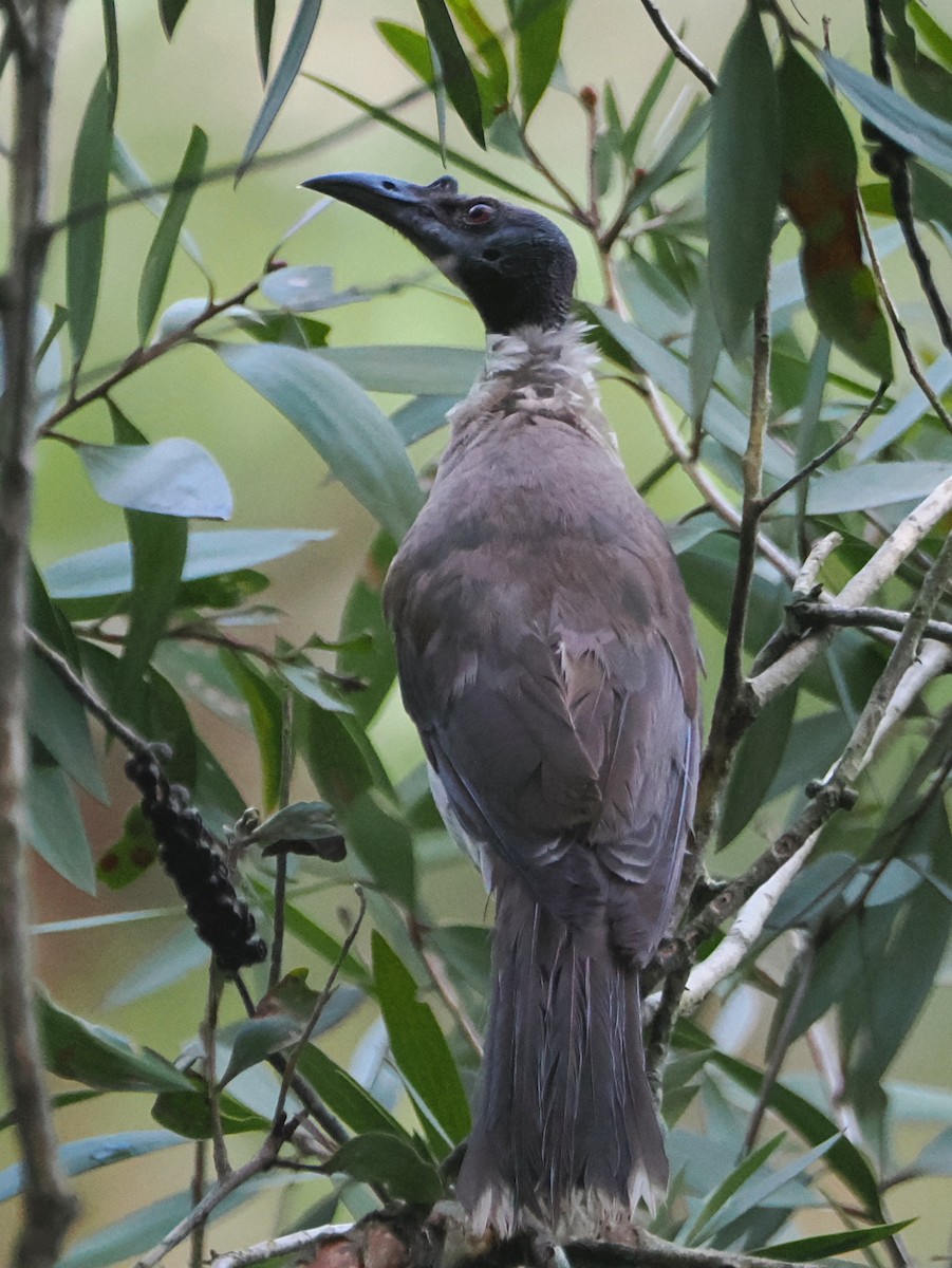 Noisy Friarbird - ML628888306