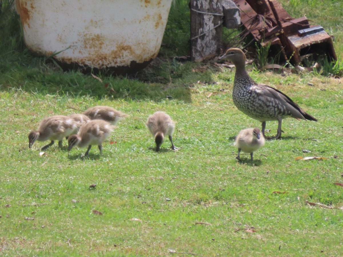 Maned Duck - ML628888326