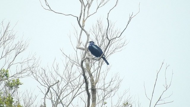 kotinga nahokrká - ML628888355