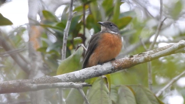 Flame-crowned Manakin - ML628888423