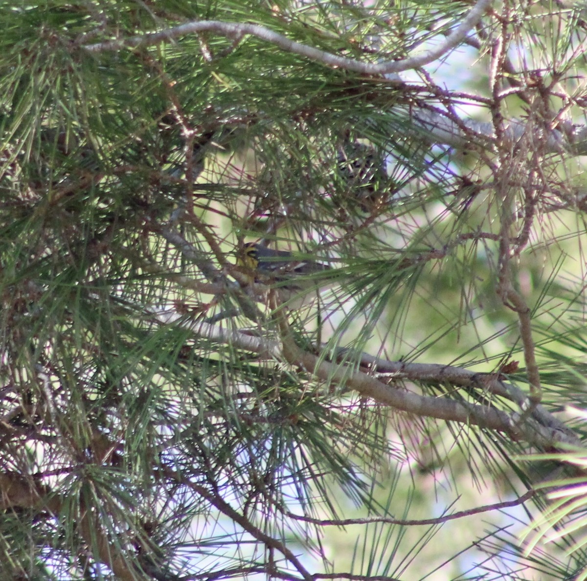 Grace's Warbler - ML628888522