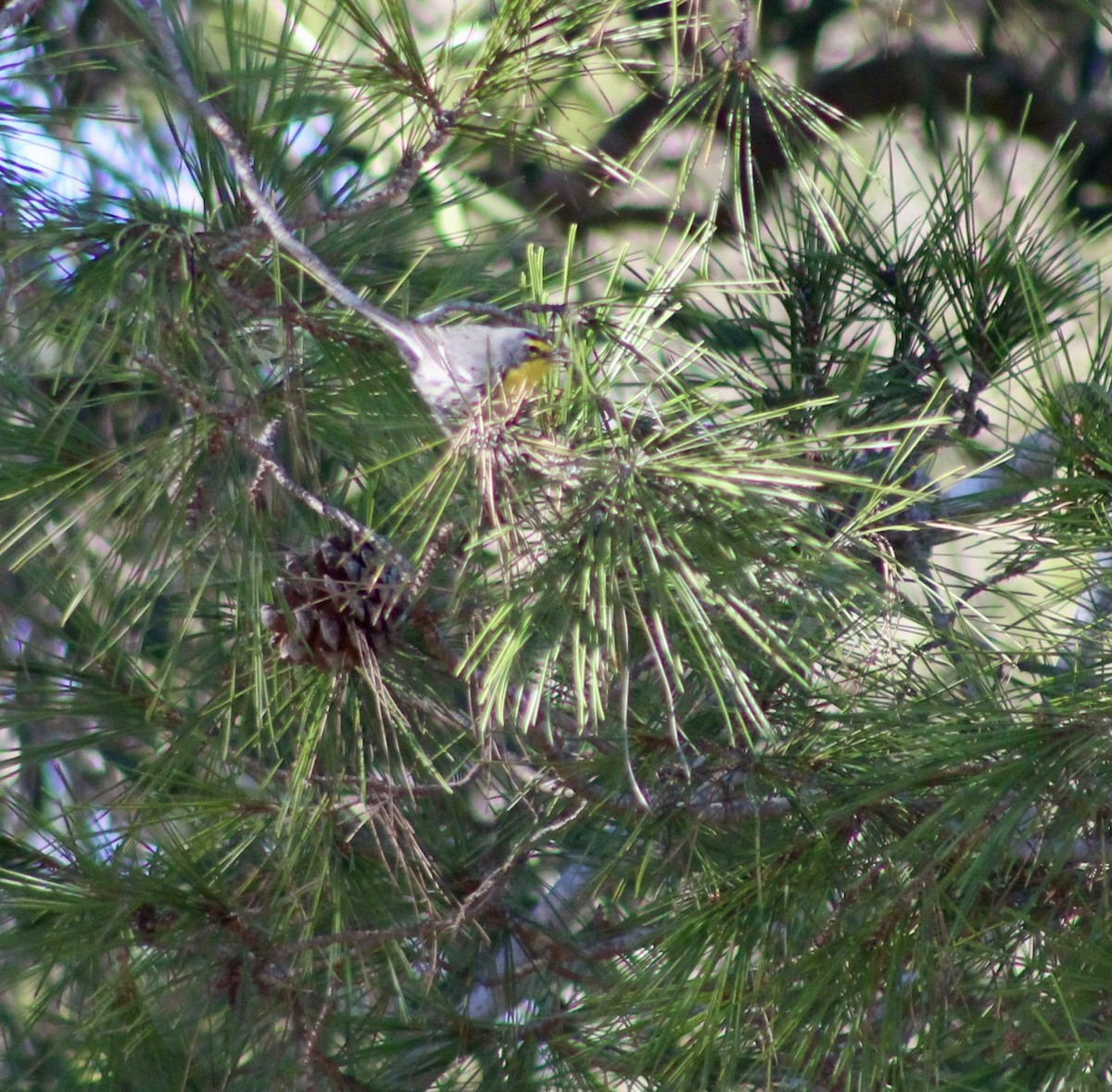 Grace's Warbler - ML628888527