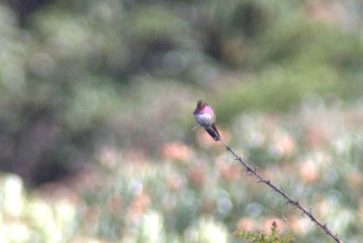 Volcano Hummingbird - ML628888567