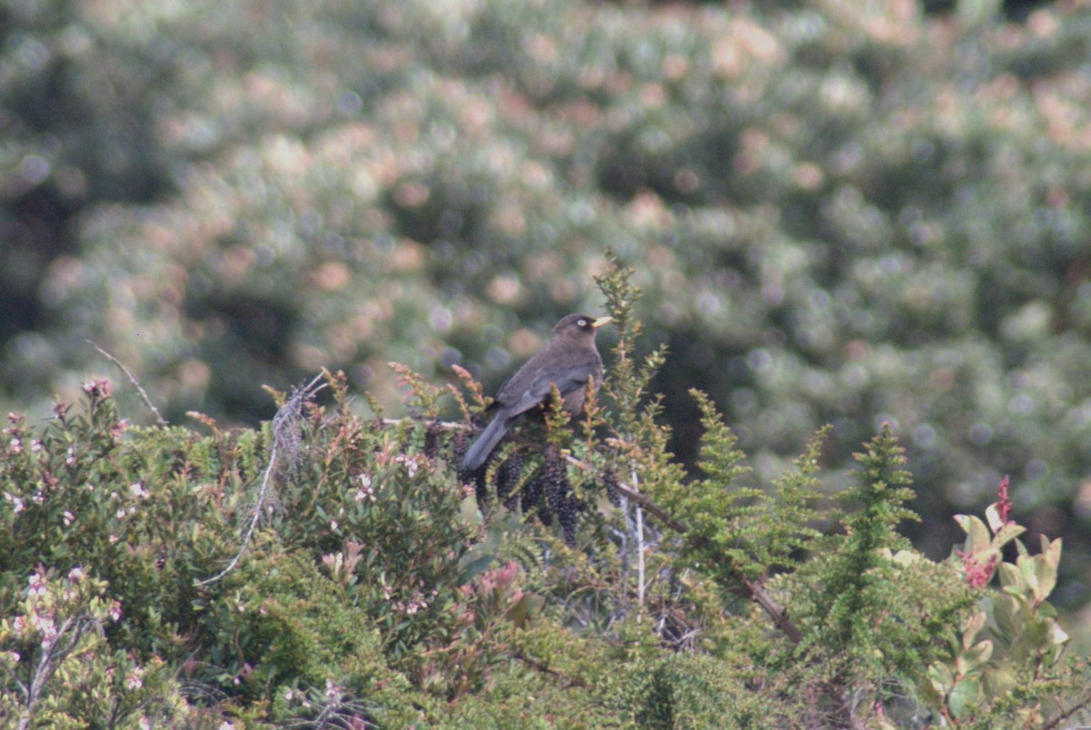 Sooty Thrush - ML628888595