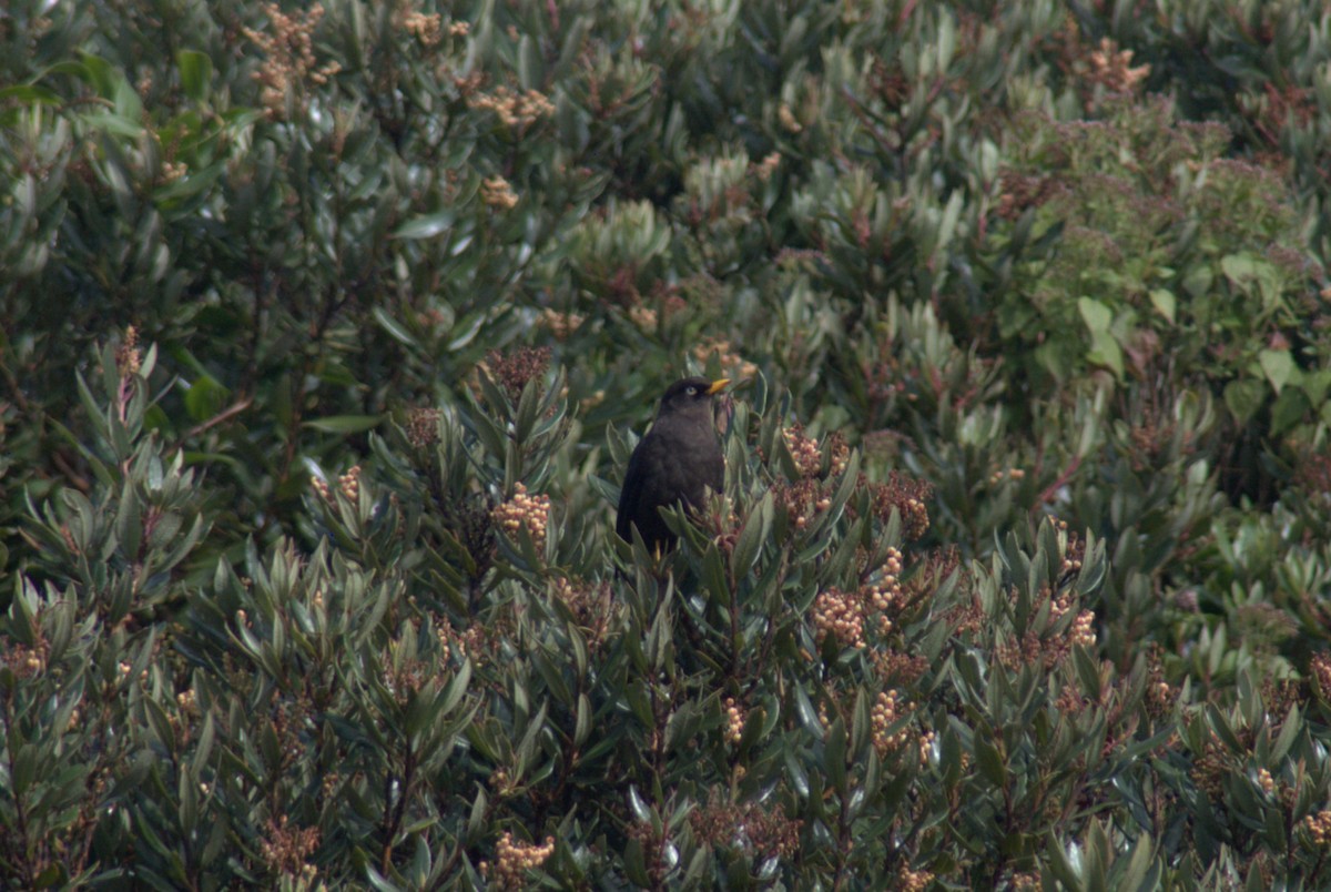 Sooty Thrush - ML628888596