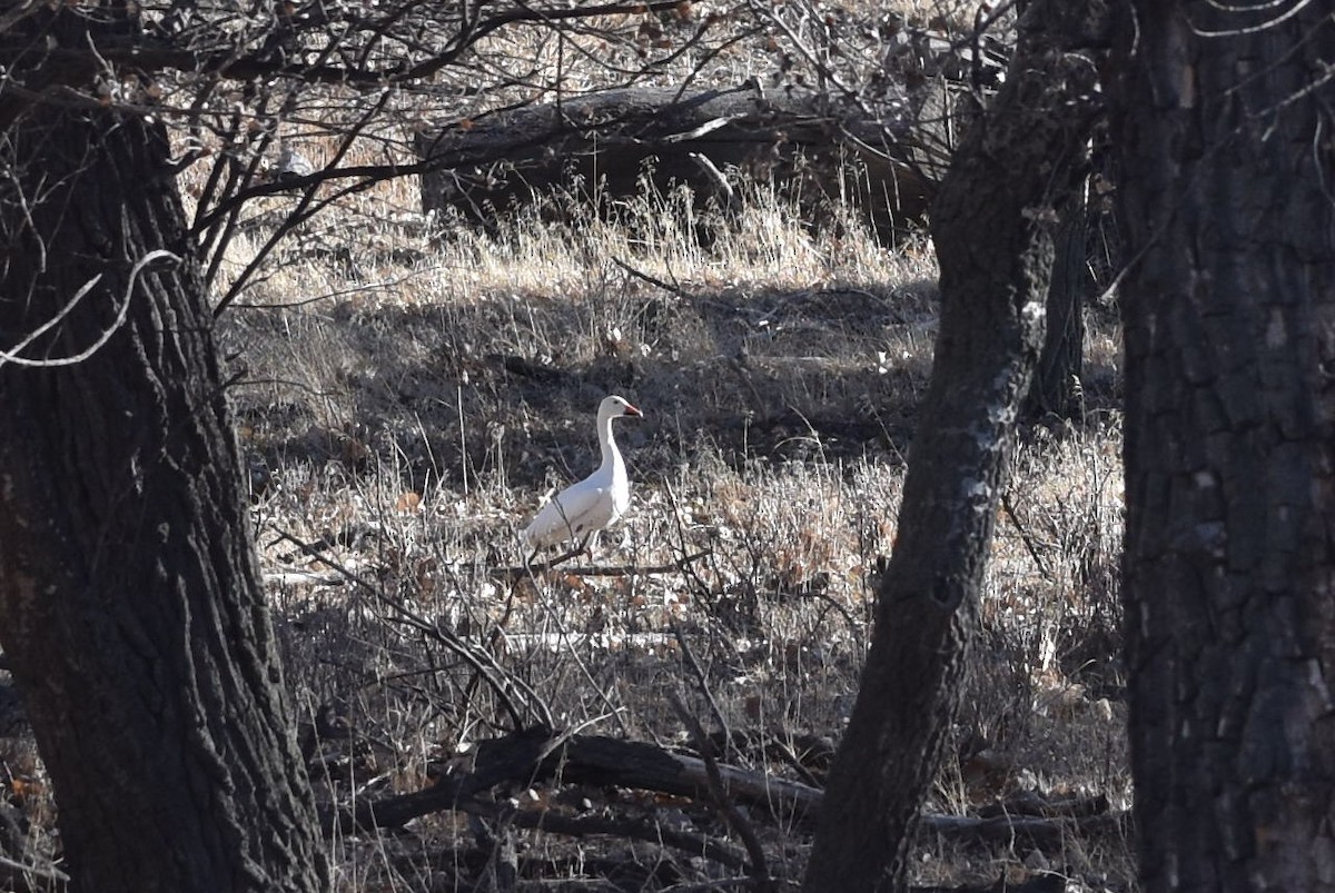 Snow Goose - ML628888643