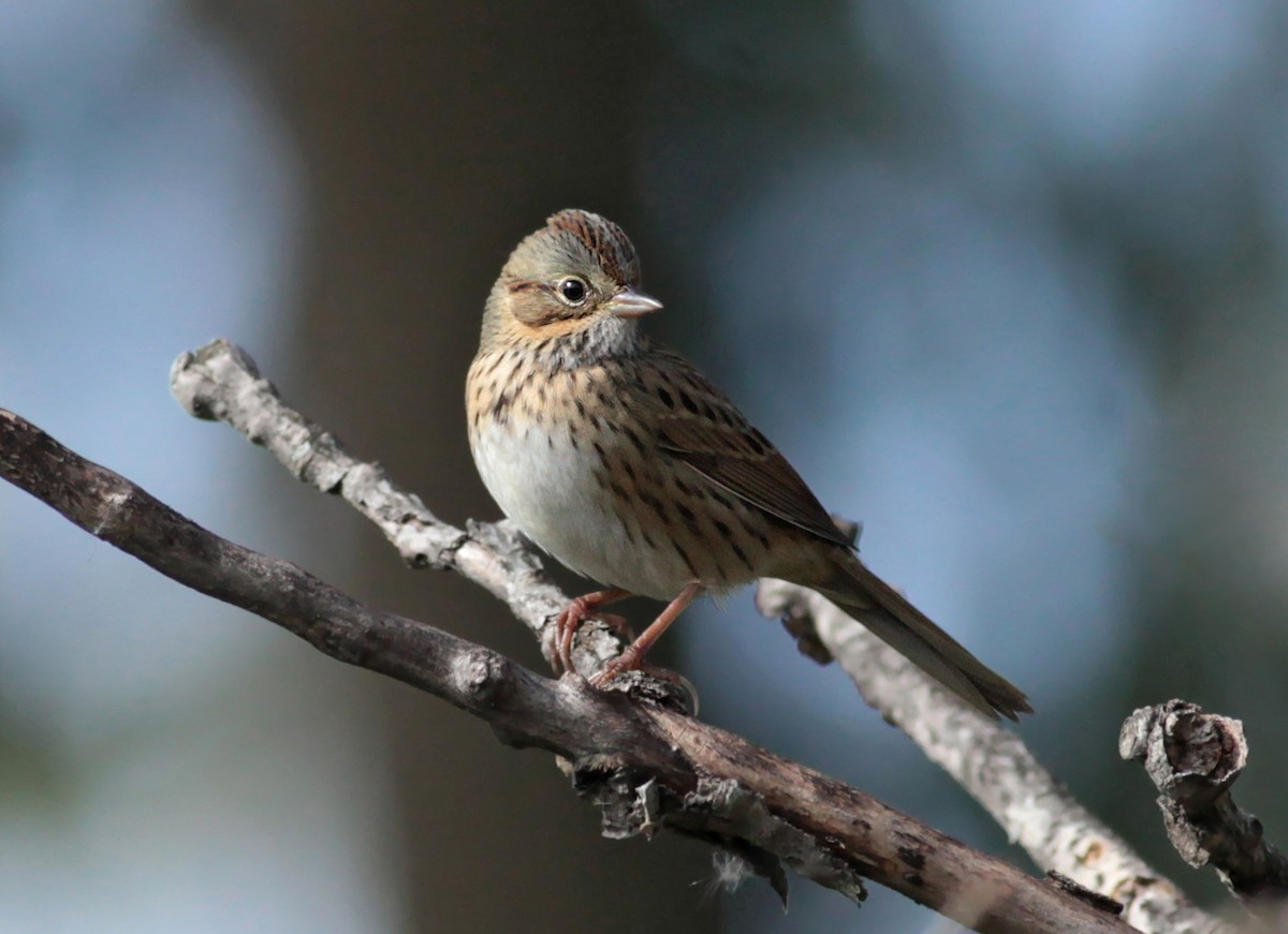 Lincoln's Sparrow - ML628888704