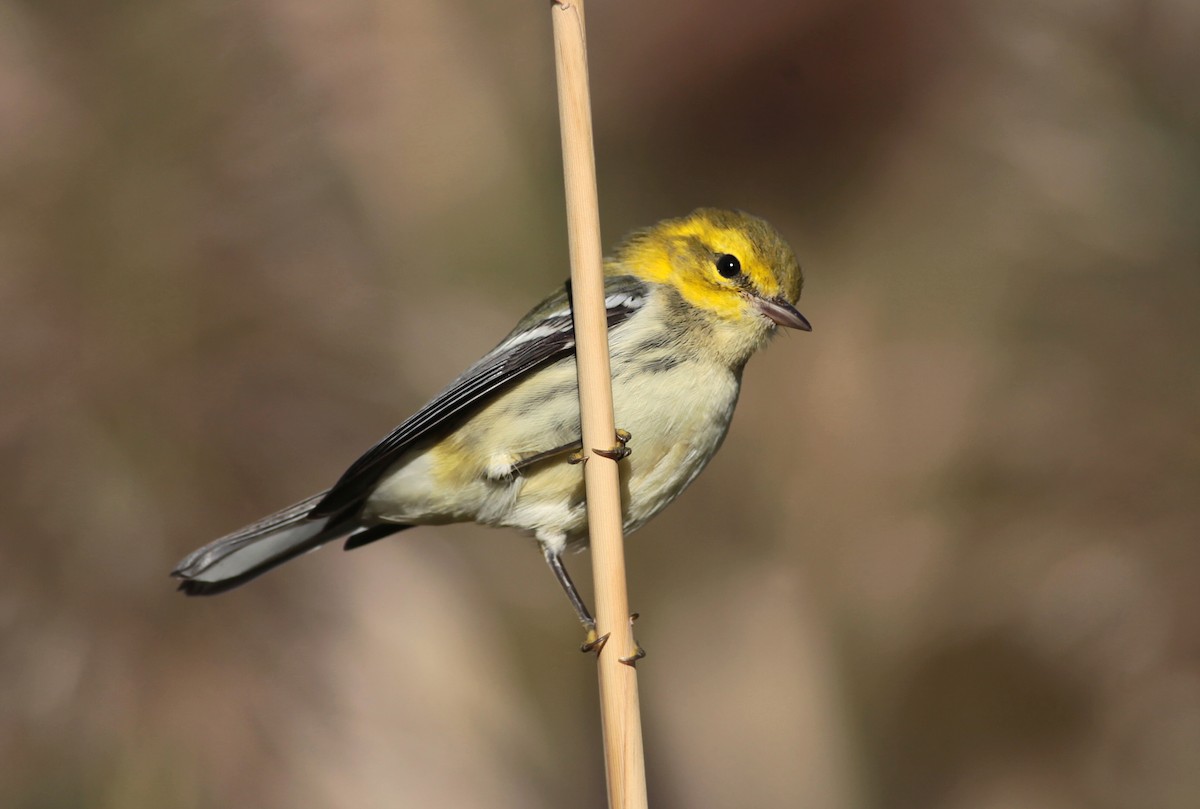 Black-throated Green Warbler - ML628888750