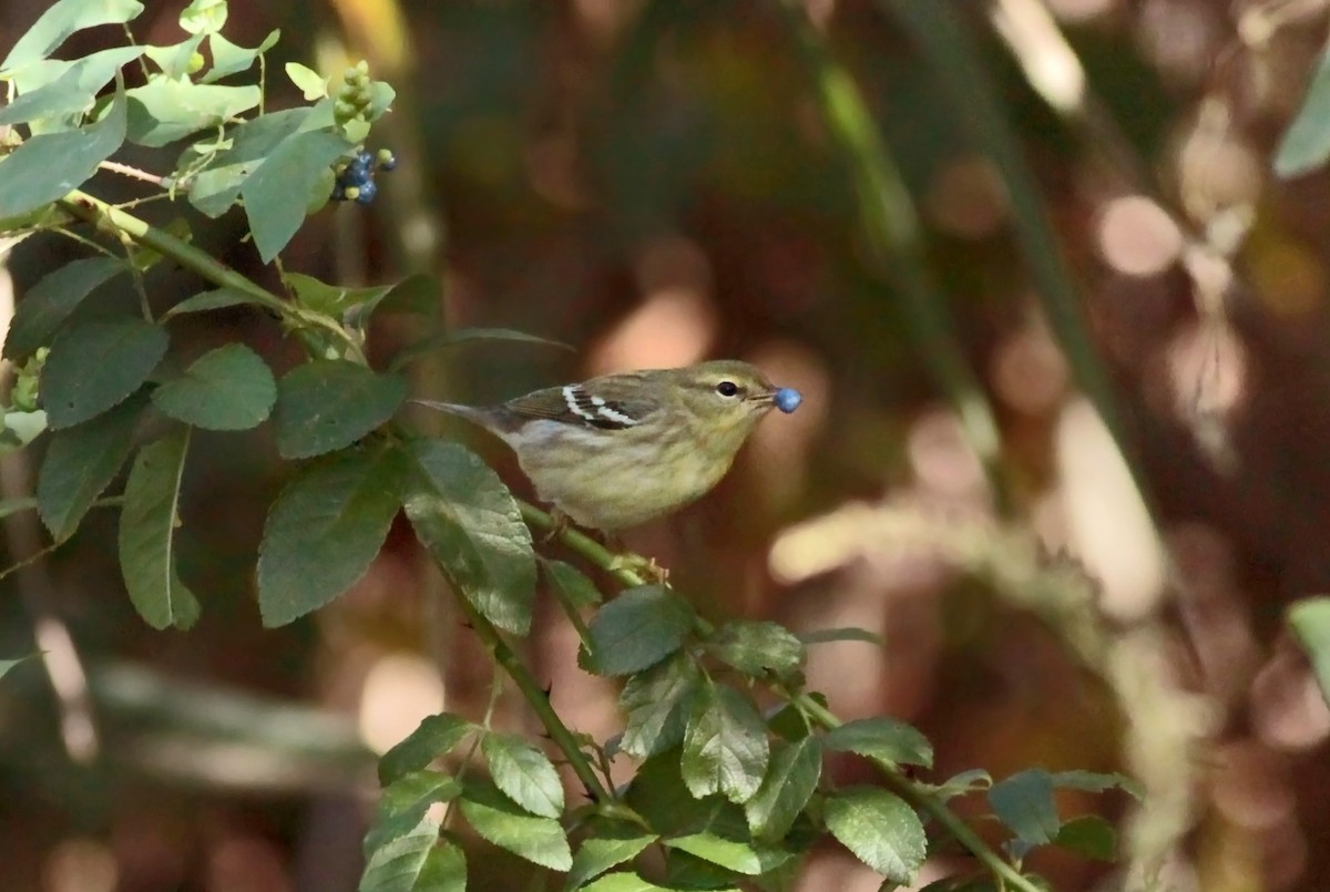 Blackpoll Warbler - ML628888905