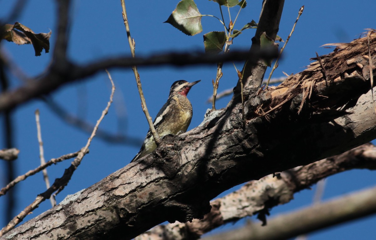 Yellow-bellied Sapsucker - ML628888937