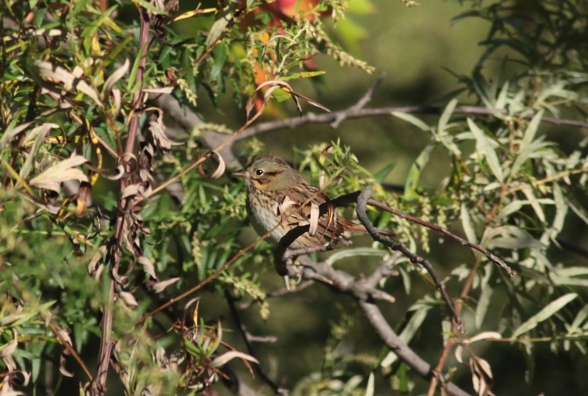 Lincoln's Sparrow - ML628889052
