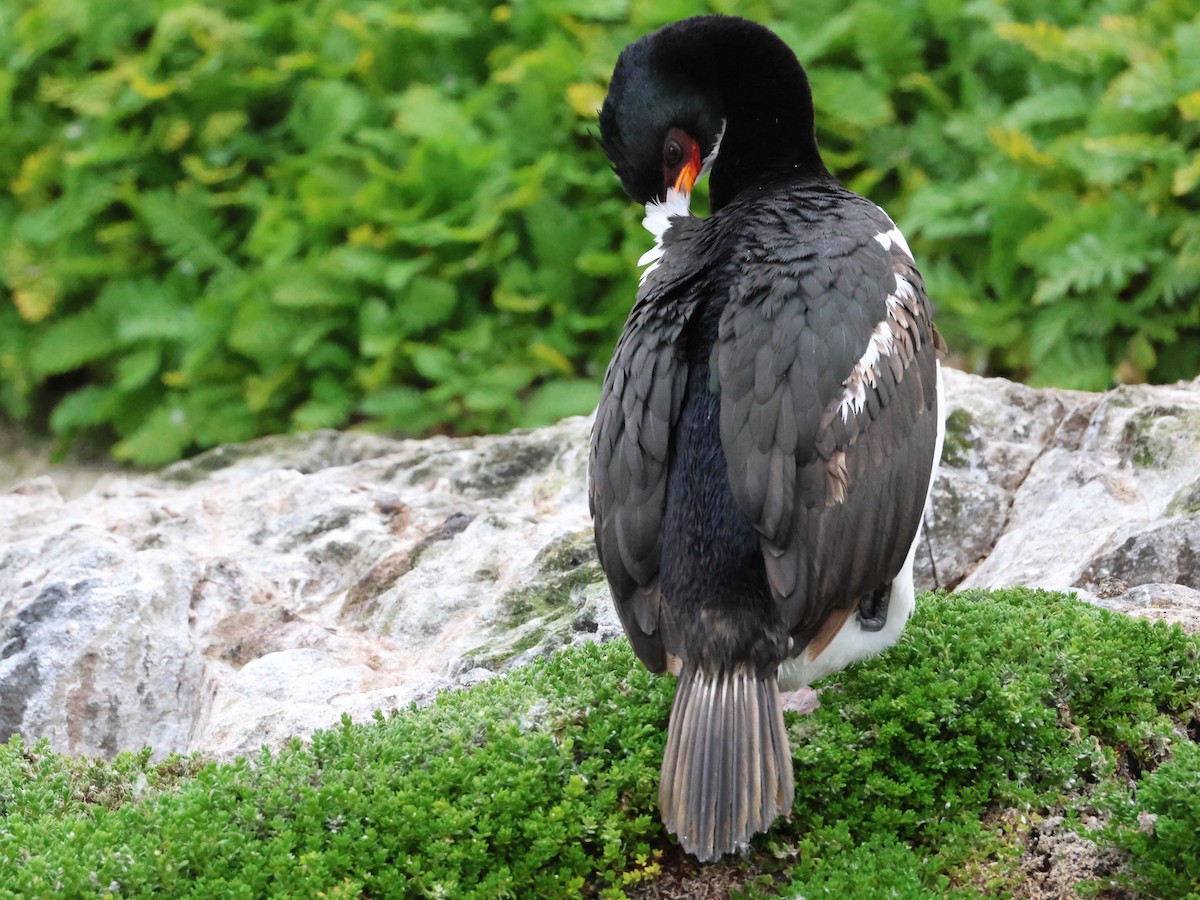 Campbell Islands Shag - ML628889212