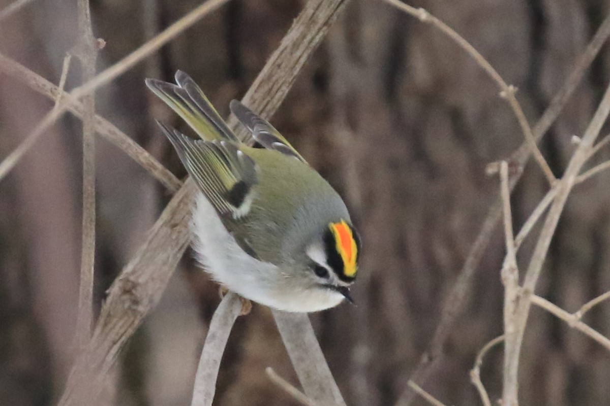 Golden-crowned Kinglet - ML628889280