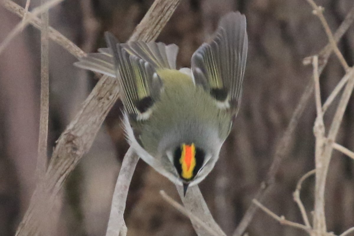 Golden-crowned Kinglet - ML628889281