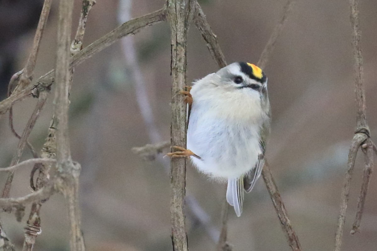 Golden-crowned Kinglet - ML628889282