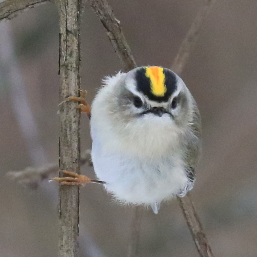 Golden-crowned Kinglet - ML628889283