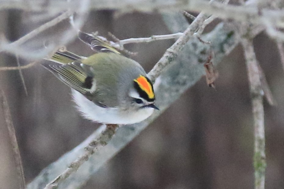 Golden-crowned Kinglet - ML628889284