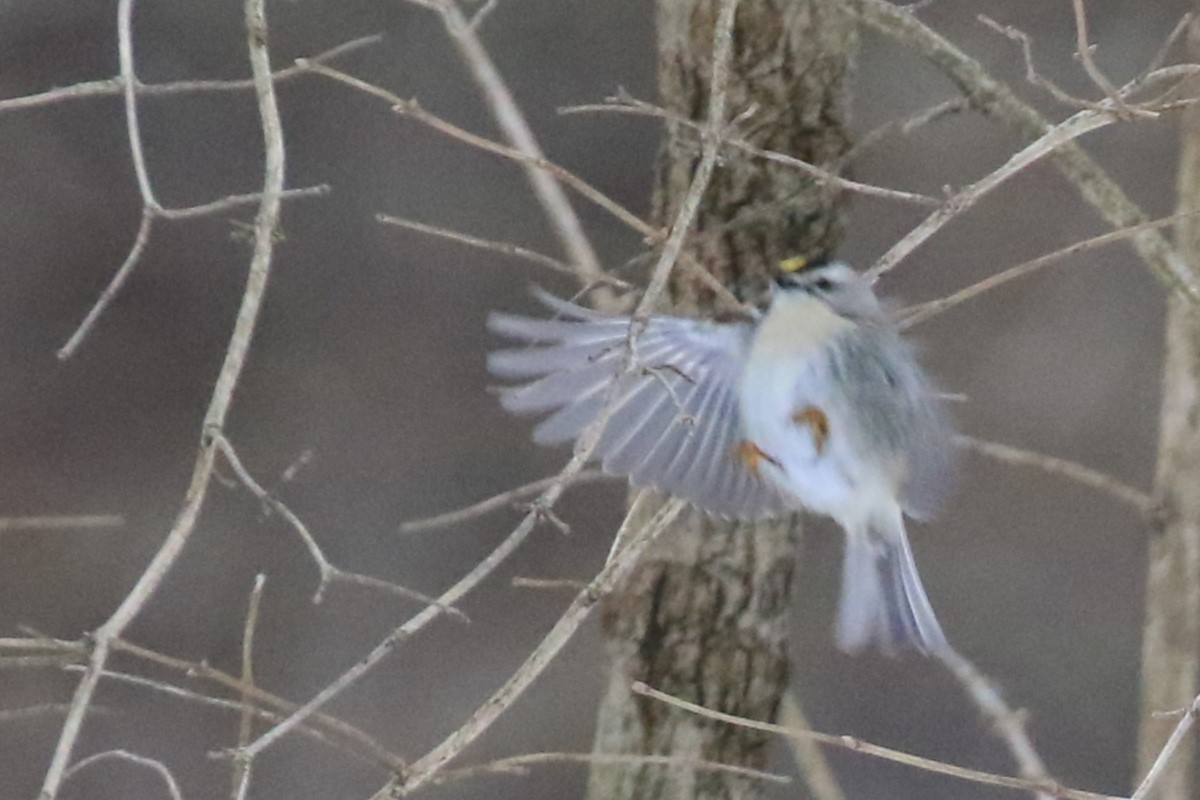 Golden-crowned Kinglet - ML628889285