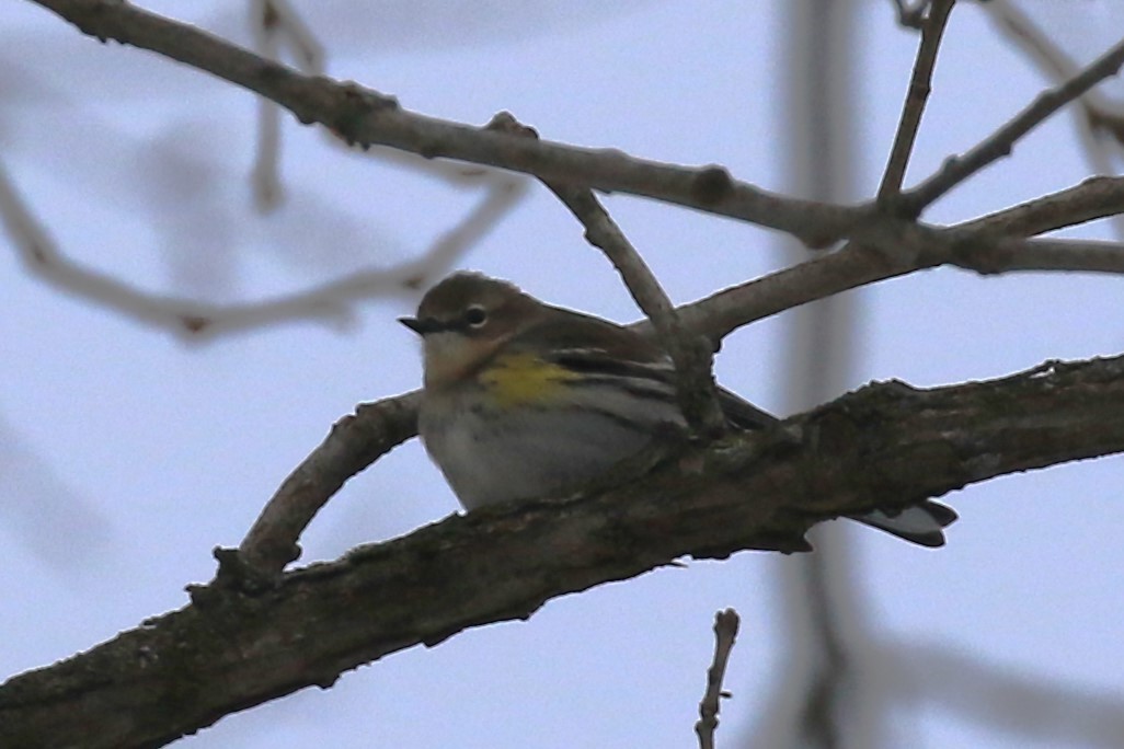 Yellow-rumped Warbler (Myrtle) - ML628889303