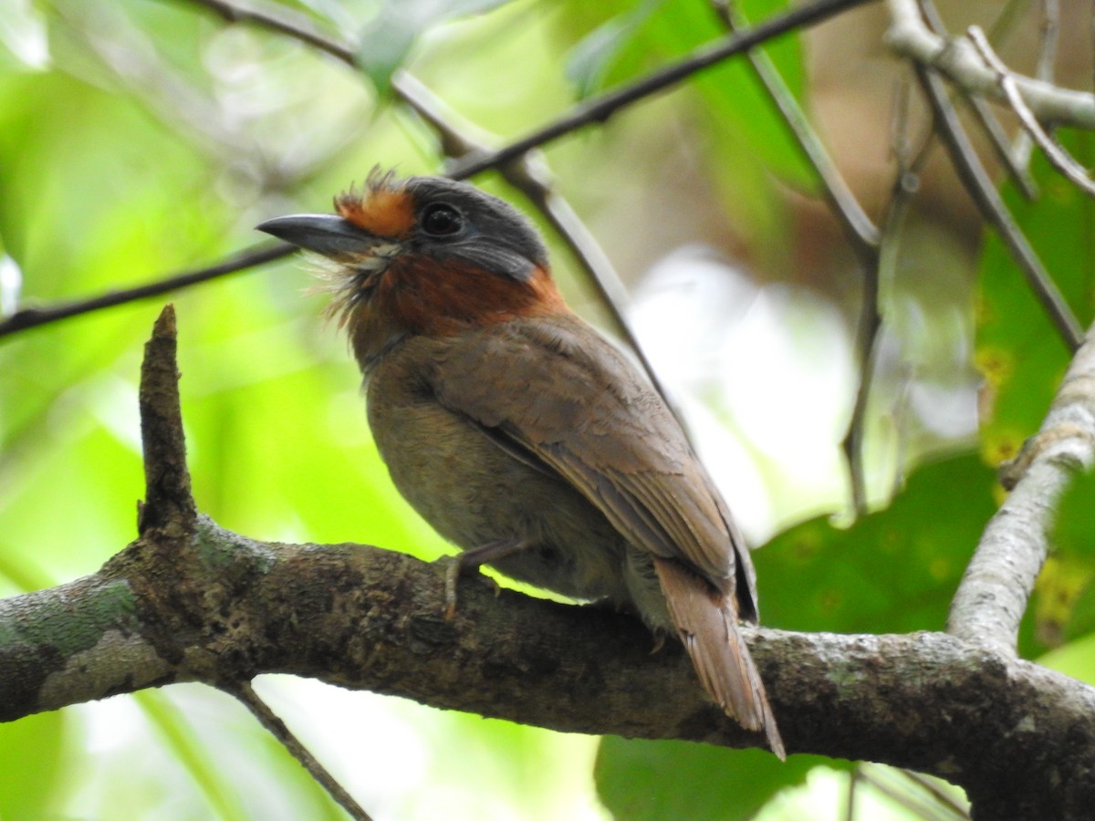 lenivka rezavokrká - ML628889321