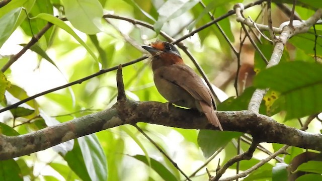 lenivka rezavokrká - ML628889324