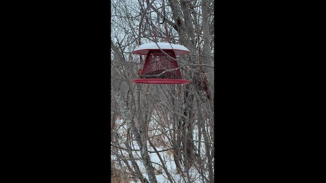 Black-capped Chickadee - ML628889406