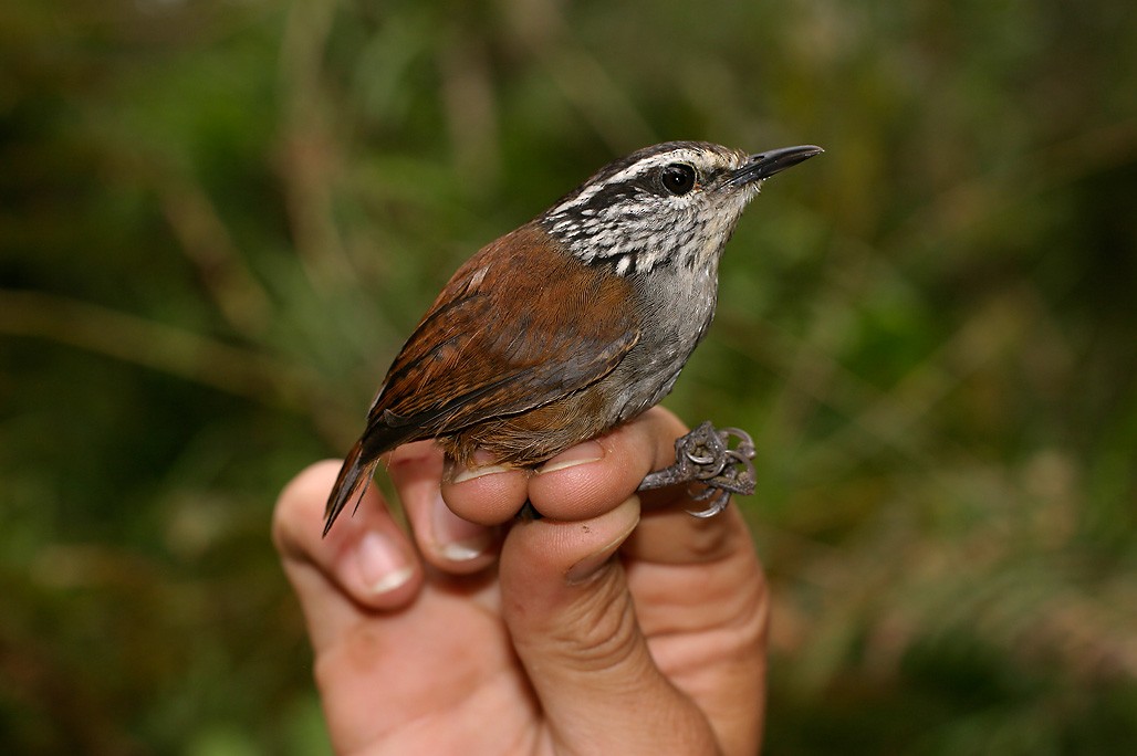 Gray-breasted Wood-Wren - ML628889708